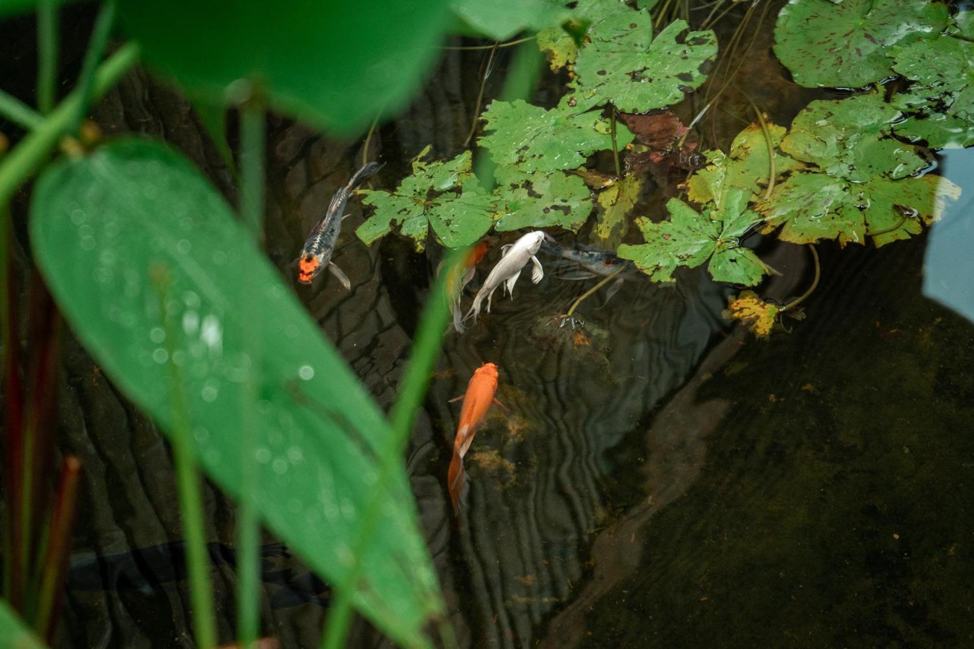 Jungle Sanctuary Hotel Siem Reap Luaran gambar