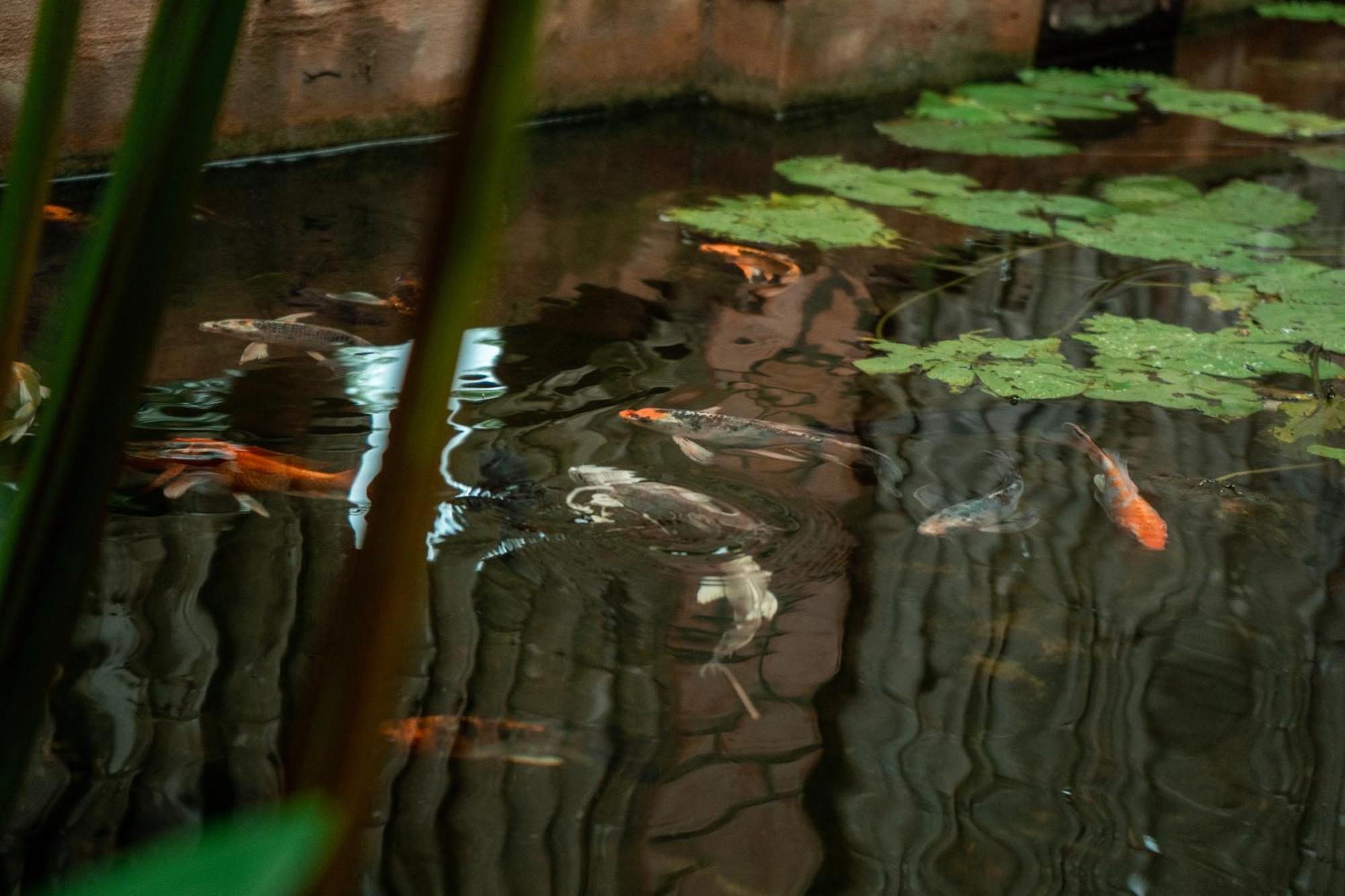 Jungle Sanctuary Hotel Siem Reap Luaran gambar